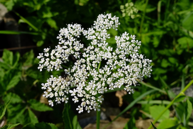 Aegopodium podagraria