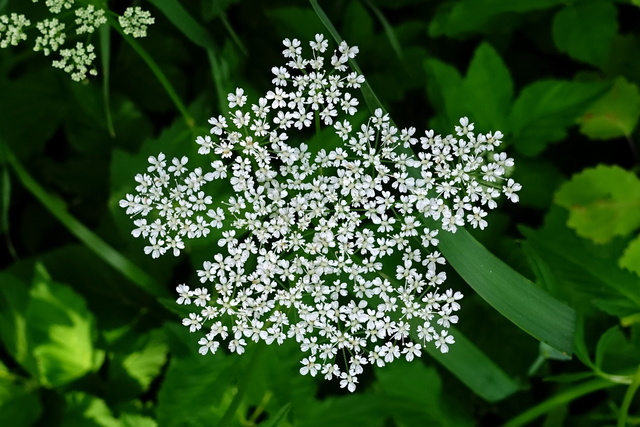 Aegopodium podagraria