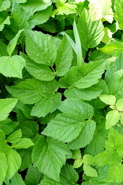 Aegopodium podagraria - leaves