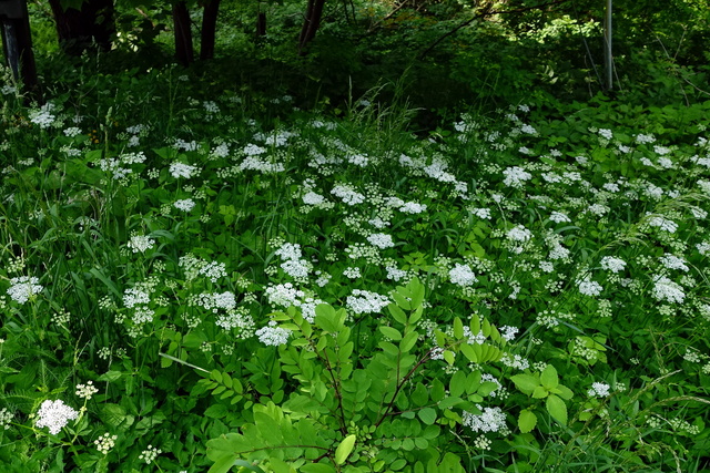 Aegopodium podagraria - plants