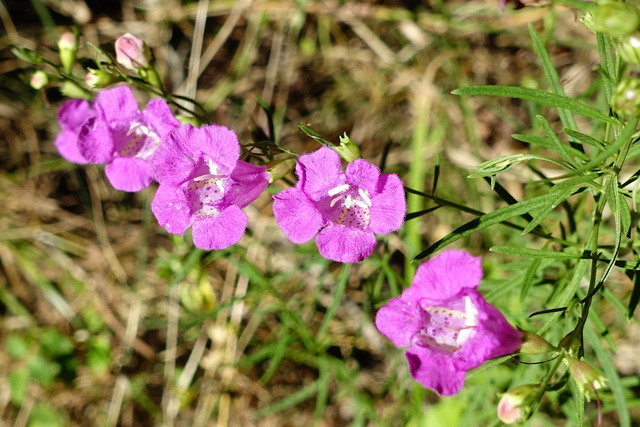 Agalinis purpurea