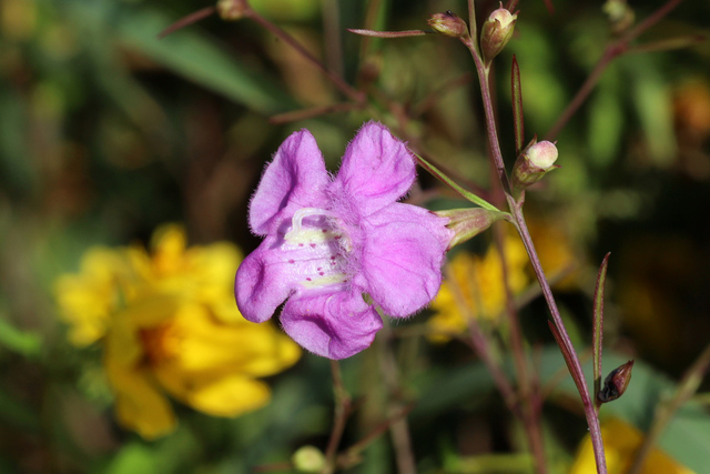 Agalinis purpurea