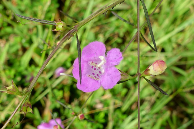 Agalinis purpurea