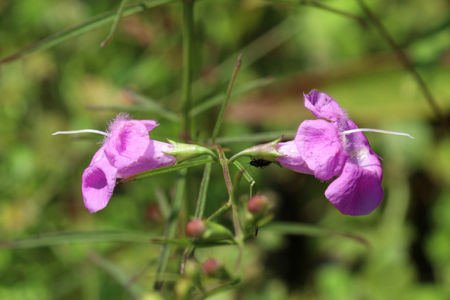 Agalinis purpurea