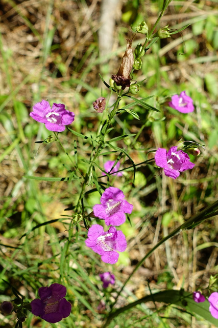 Agalinis purpurea