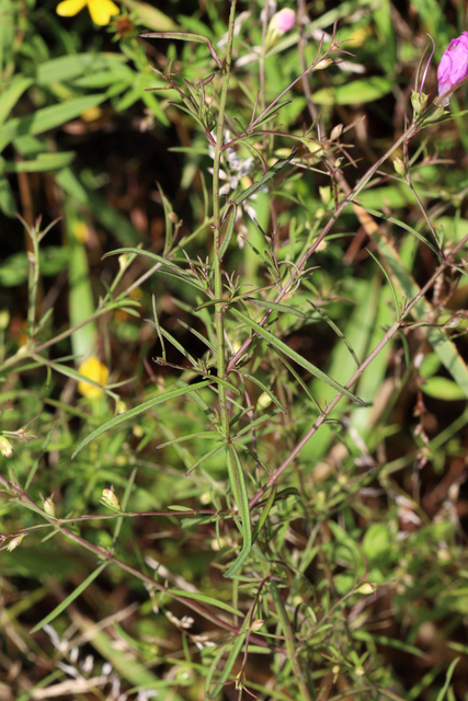 Agalinis purpurea - leaves