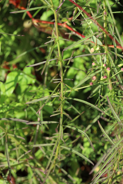 Agalinis purpurea - leaves