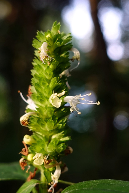 Agastache nepetoides