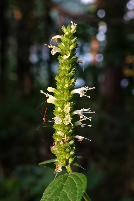 Agastache nepetoides