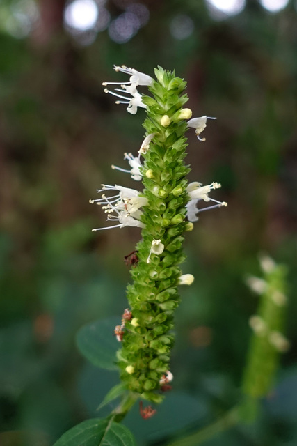 Agastache nepetoides