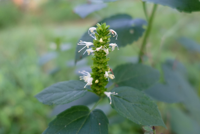 Agastache nepetoides