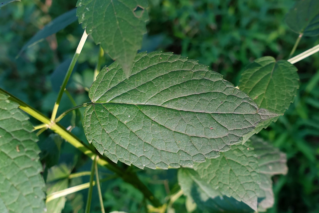 Agastache nepetoides - leaves