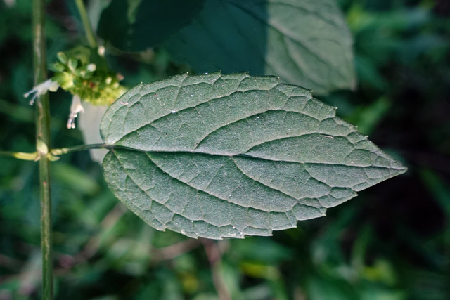 Agastache nepetoides - leaves