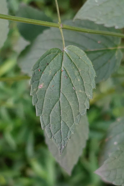 Agastache nepetoides - leaves