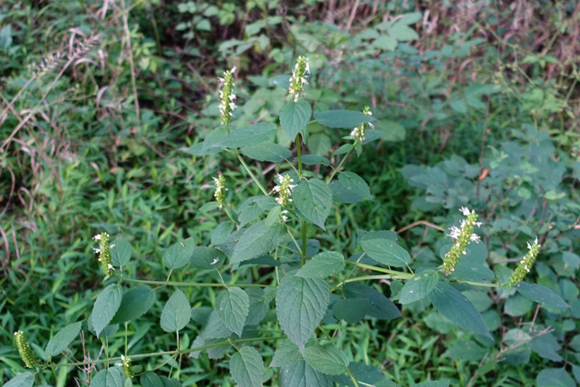 Agastache nepetoides - plant