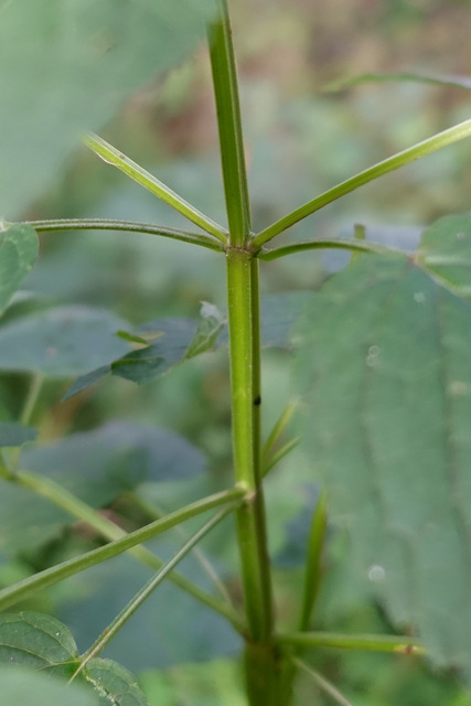 Agastache nepetoides - stem