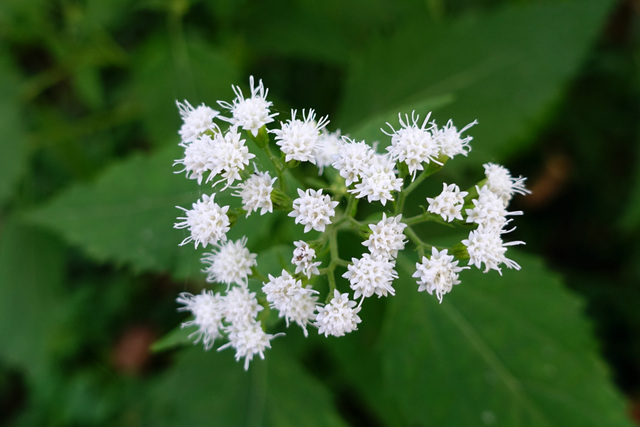 Ageratina altissima