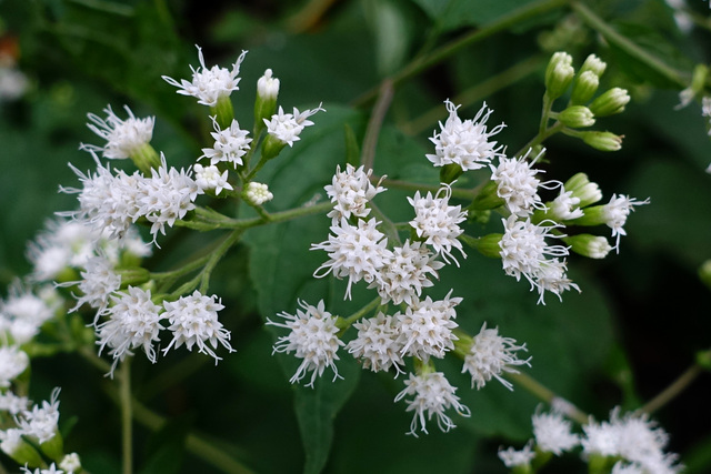 Ageratina altissima