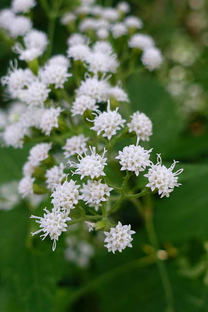 Ageratina altissima