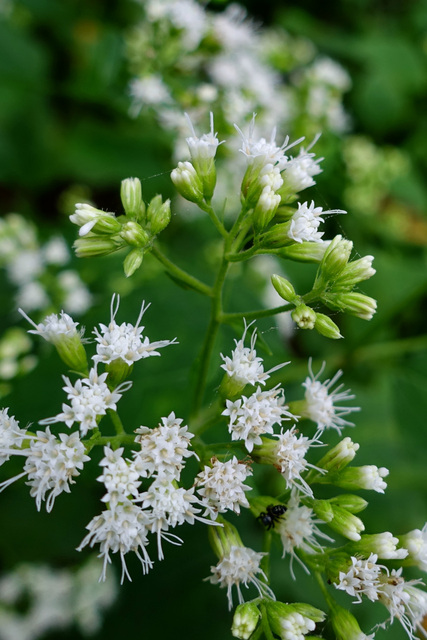 Ageratina altissima