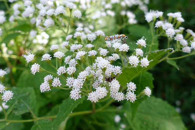 Ageratina altissima