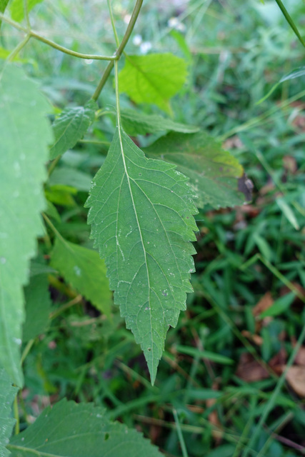 Ageratina altissima - leaves