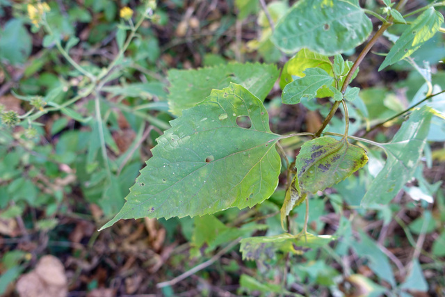 Ageratina altissima - leaves