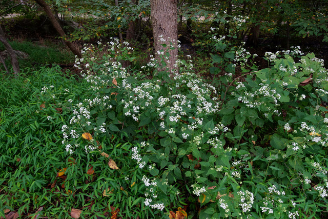 Ageratina altissima - plants