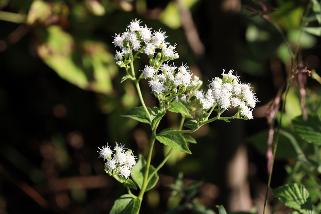 Ageratina aromatica