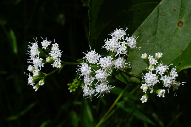 Ageratina aromatica