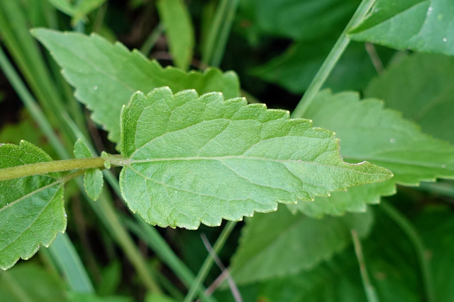 Ageratina aromatica - leaves