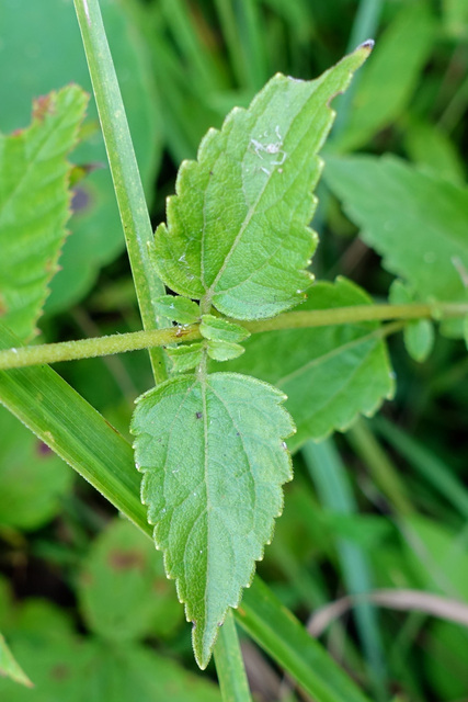 Ageratina aromatica - leaves