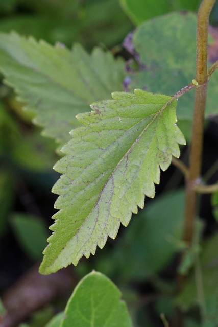 Ageratina aromatica - leaves