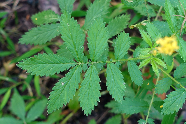 Agrimonia gryposepala - leaves