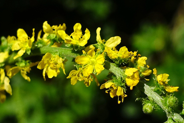 Agrimonia parviflora