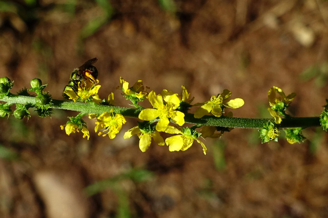 Agrimonia parviflora