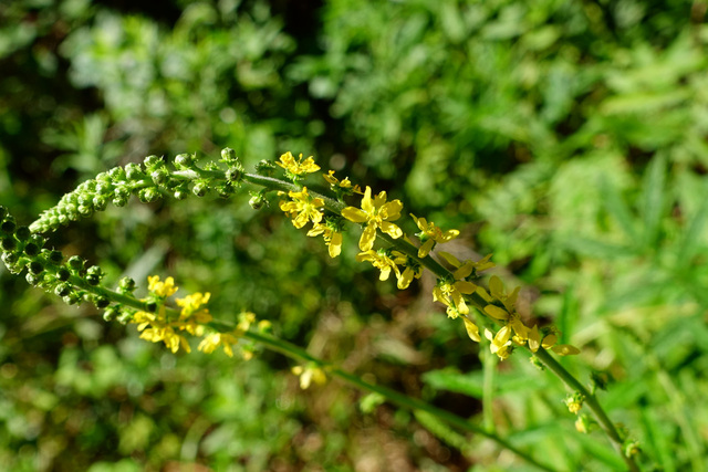 Agrimonia parviflora