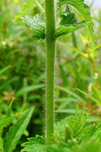 Agrimonia parviflora - stem