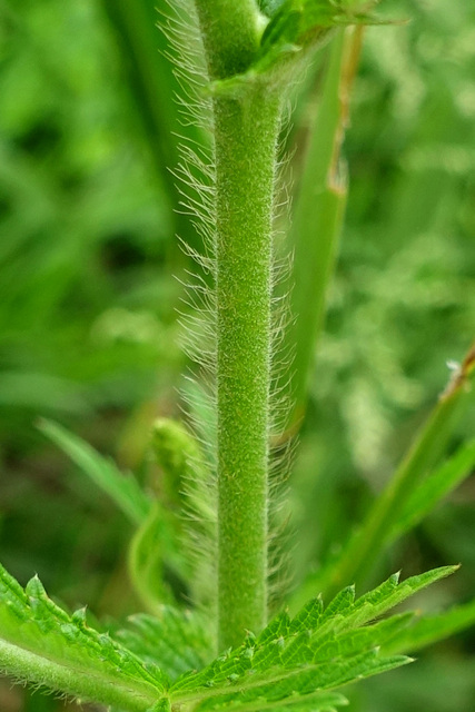 Agrimonia parviflora - stem