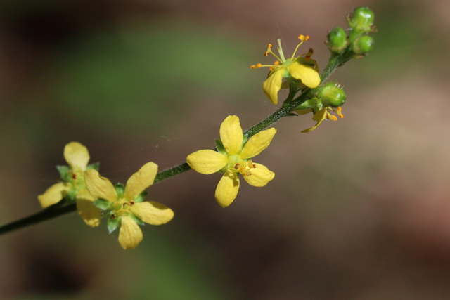 Agrimonia pubescens