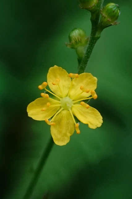 Agrimonia pubescens