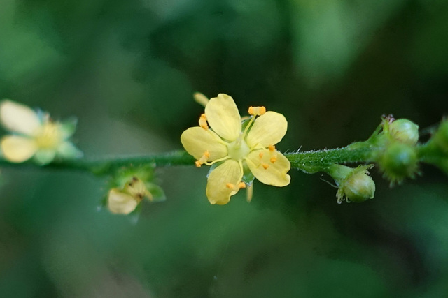 Agrimonia pubescens