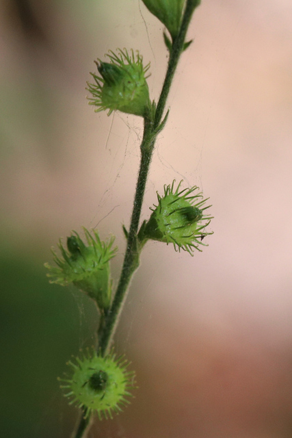 Agrimonia pubescens - fruit