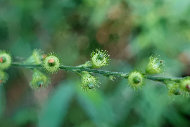 Agrimonia pubescens - fruit