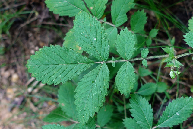 Agrimonia pubescens - leaves