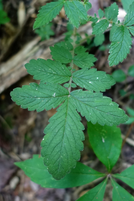 Agrimonia pubescens - leaves