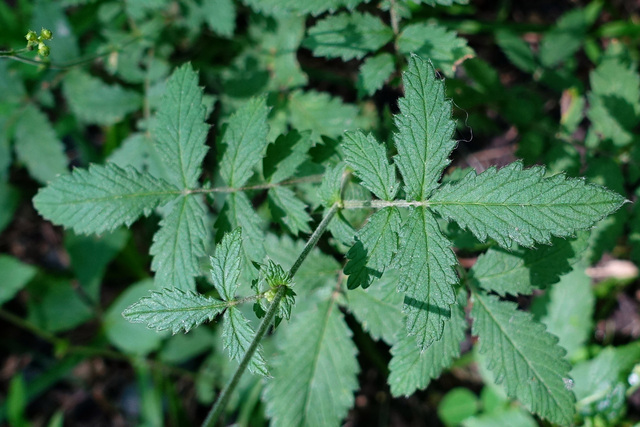 Agrimonia pubescens - leaves