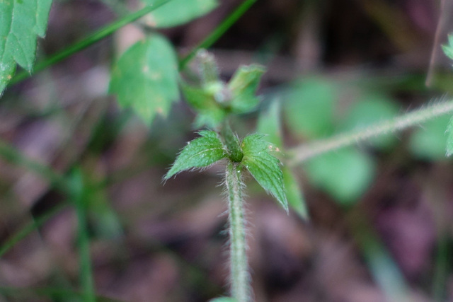 Agrimonia pubescens - stipule