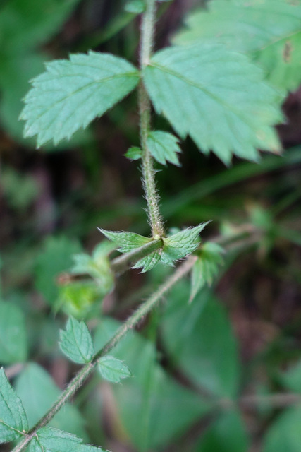 Agrimonia pubescens - stipule