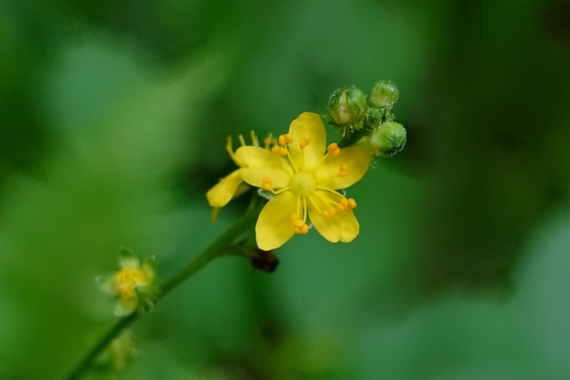 Agrimonia rostellata